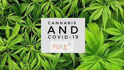 cannabis leaves background with a covid 19 sign in front of it