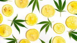 table with lemon slices shuffled with cannabis leaves used for filtering