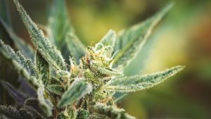 growing marijuana plant on blurry background