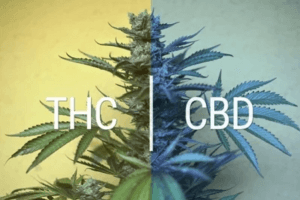 Difference between CBD and THC in extraction process