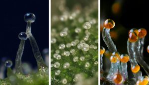 3 different cbd trichomes of extracted cannabis terpenes