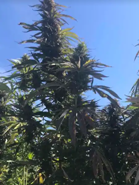 Arizona dream strain of cannabis growing outside on the field