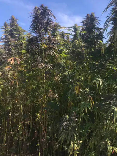 strain of Arizona dream cannabis that is growing outside on the field