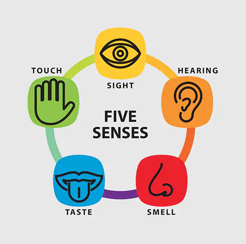 a simple 5 way graphic ilustrating the 5 pure senses that our cannabis extraction equipment can bring
