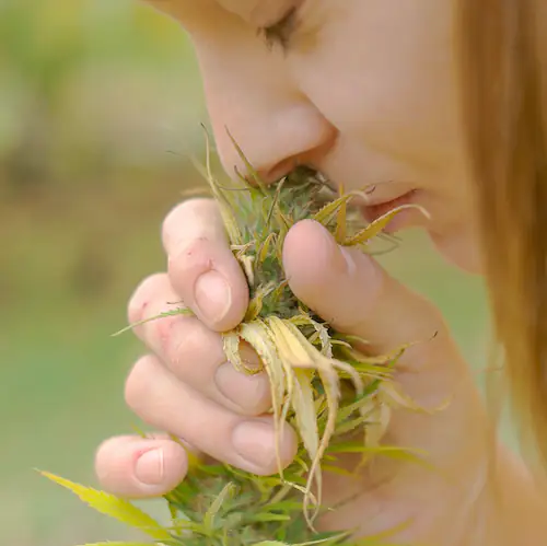 a woman is smelling a branch of hemp that will be processed in our industrial factory