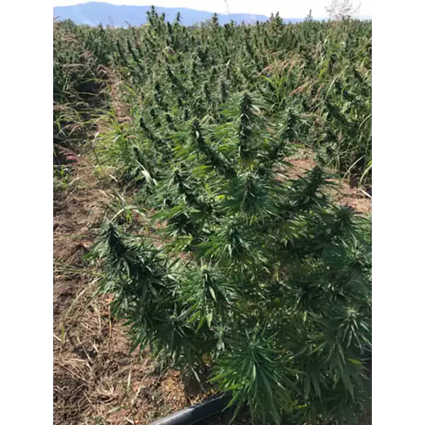 CBD strain 'Western Cherry' plants that are growing on the field