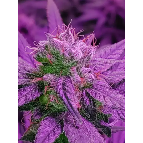 A flowering plant from the CBD strain Western Cherry that is flourishing gracefully in pink color