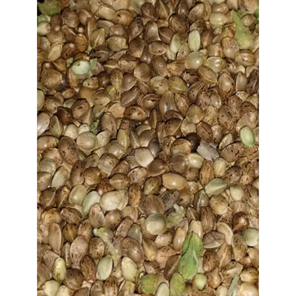 Cannabis seeds from Western Cherry brand ready for oil extraction