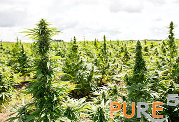 Full Blown Cannabis Field located in the United States of America
