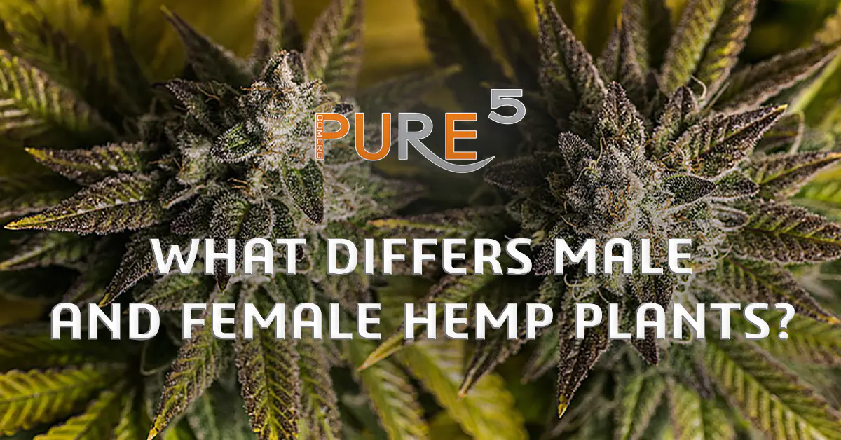 female and male cannabis plant showing its difference banner