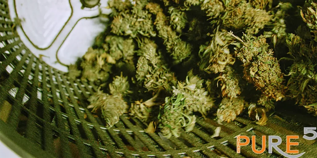 cannabis being processed in machine with metal disk on background