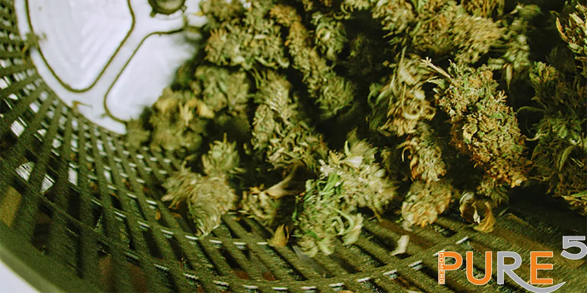 cannabis being processed in machine with metal disk on background