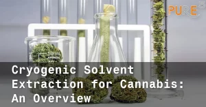 Cryogenic Extraction of Cannabis blog post picture with cannabis leaves in glass tubes in laboratory settings