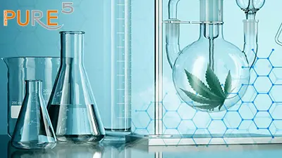 a picture of laboratory jars and cannabis leaf in one of them