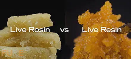 Live Resin or Live Rosin - extracted cannabis comparison