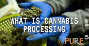 What Is Cannabis Processing