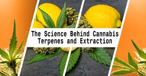 The Science Behind Cannabis Terpenes