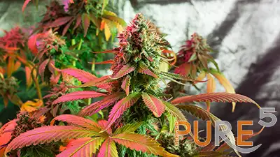 a potent full grown green-red colored hemp plant