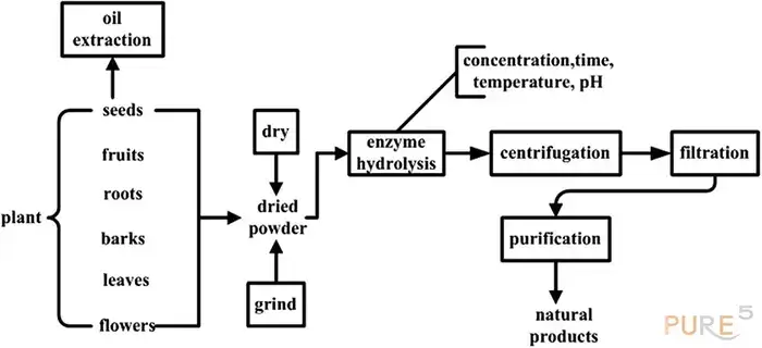 The process of botanical enzyme assisted extraction visualized in a block scheme