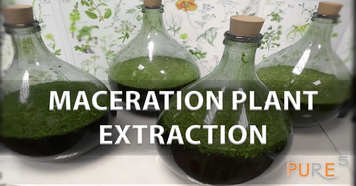 jars with extracted plants in water solution by maceration process
