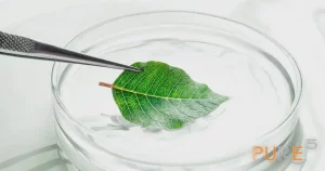a fresh leaf hold by a lab forceps in a small class container with liquid in it