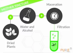 Creation of Mother tincture by maceration process infographic