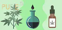 cannabis extraction process shown in 3 simple visual steps  with green background