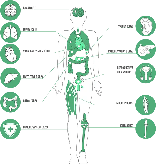 a graphic of the health benefits of endocannabinoid system with a body and its benefits around it explained