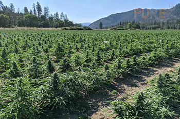 Cannabis Field growing ready for harvest