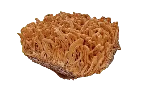 CORDYCEPS Mushroom