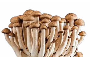 PSYCHEDELICS Mushrooms