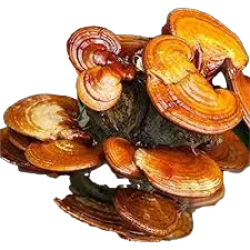 REISHI Mushroom