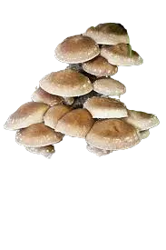 SHIITAKE Mushroom
