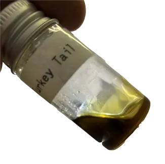 Small bottle with TURKEY TAIL Extract