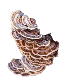 TURKEY TAIL Mushroom