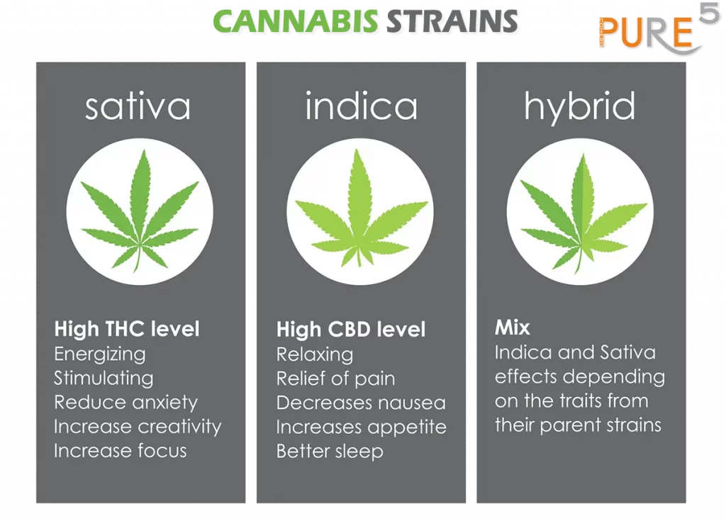 the 3 types of cannabis strains explained - indica, sativa and hybrid.
