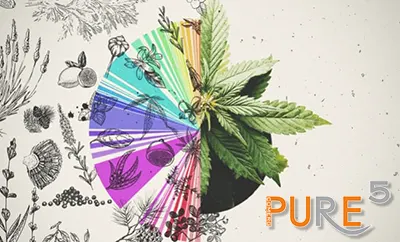 a cannabis leaf in rainbow colors infusing with the background.