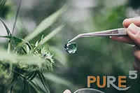 a drop of cannabis extract dropping from a spatula - cannabis plant in the background.