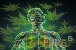 Green cannabis leaves and a person breathing in the middle - an artistic representation-endocannabinoid system