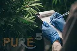 A man with a notebook collecting cannabis news and data in front of marijuana plants. 