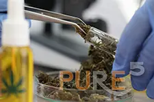 chemist gloves holds marijuana distillate with tongs
