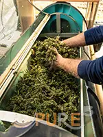 farmer worker puts-marijuana buds in electric trimmer machine