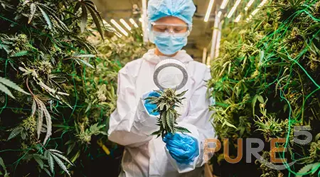 female researcher examine cannabis leaves buds greenhouse