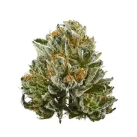 Flower of cannabis strain Bubba Kush