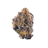 Flower of cannabis strain Purple Kush