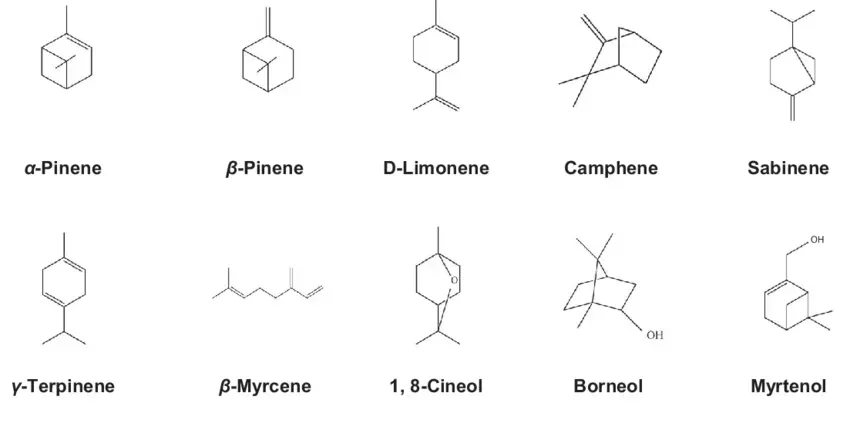 Molecules of mono terpenes