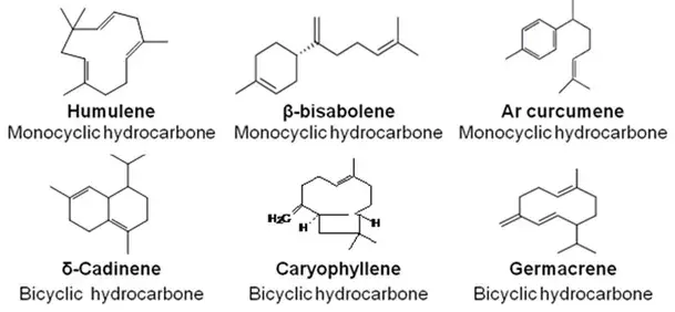 Molecules of Sesquiterpenes 