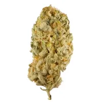 Flower of cannabis strain Jack Herer