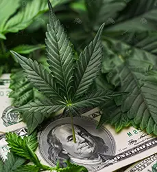 fresh vibrant green marijuana leaves and a dollar bill