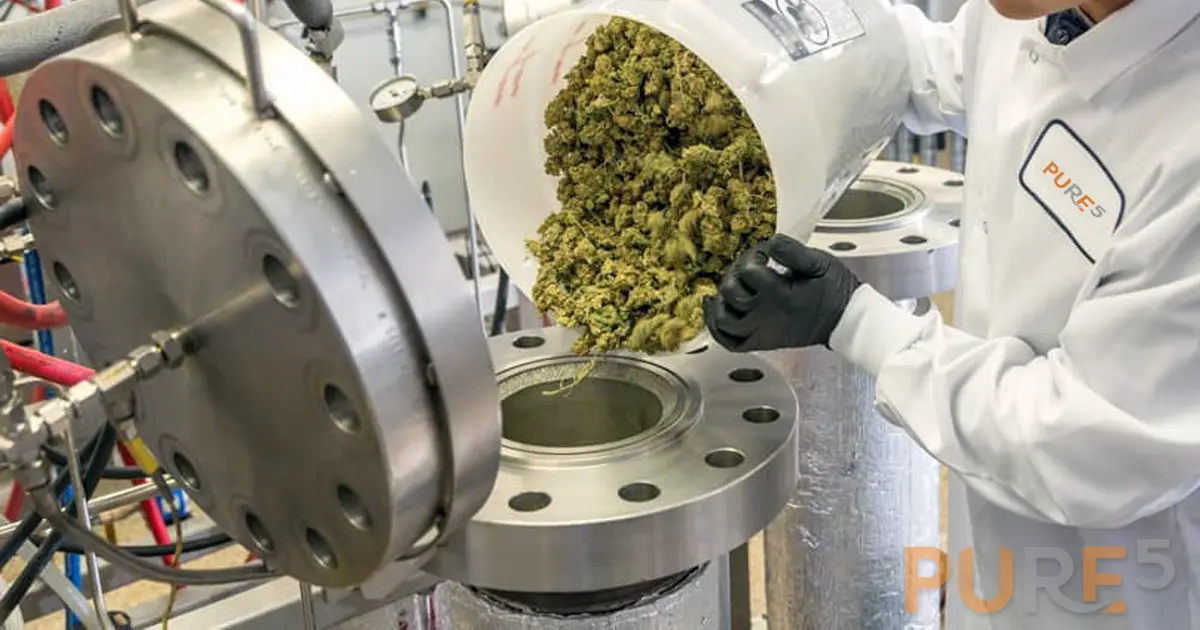 Filling up hemp into cannabis extraction equipment for processing